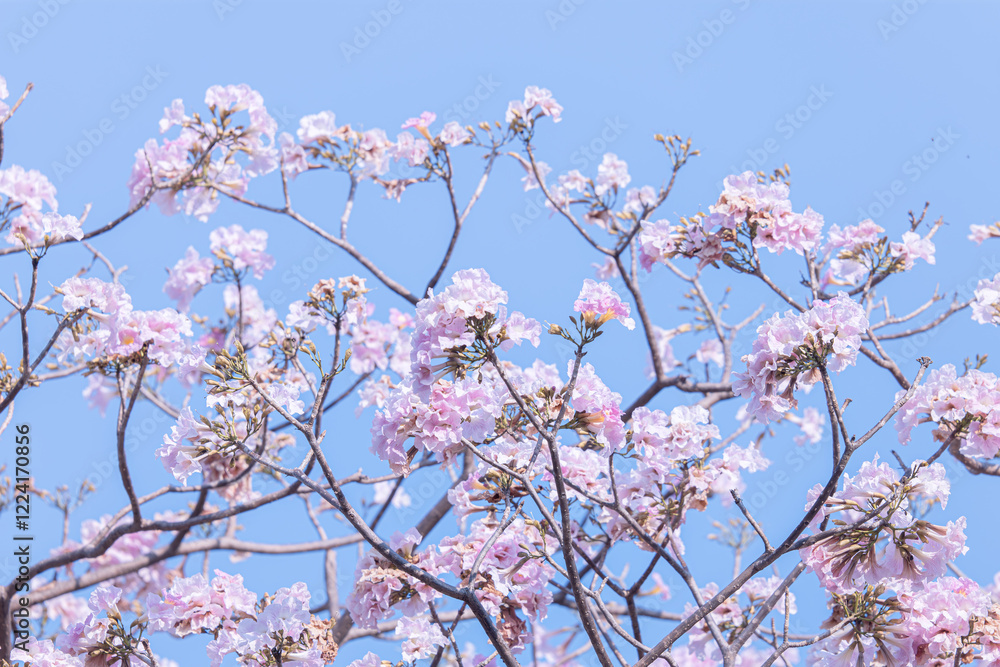 Rosy trumpet tree (Tabebuia rosea) blossom in the garden. Pink flower blooming. Romantic background scene Rosy trumpet tree (Tabebuia rosea) blossom in the garden. Pink flower blooming. Romantic background scene