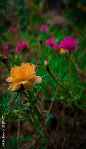 yellow and pink flowers in the grass