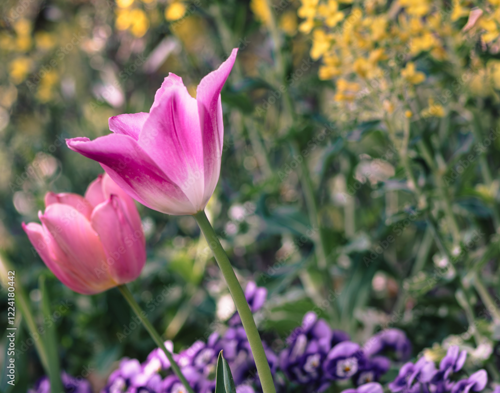 Obraz premium チューリップの花15