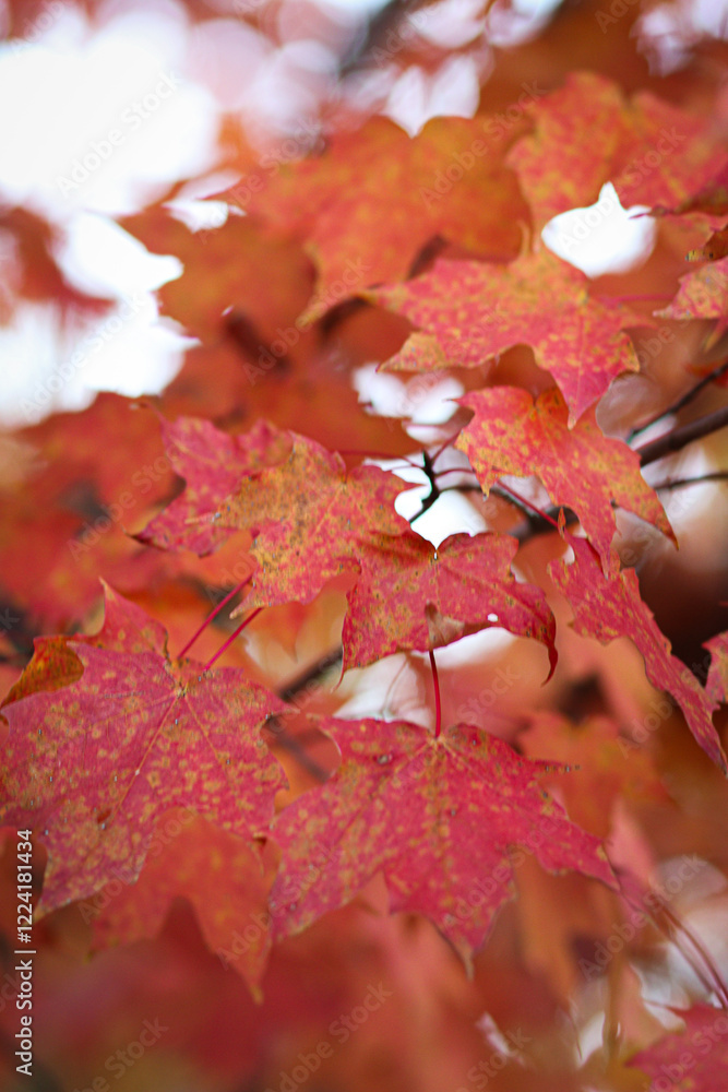 Fototapeta premium Maple Leaves and Autumn Colors