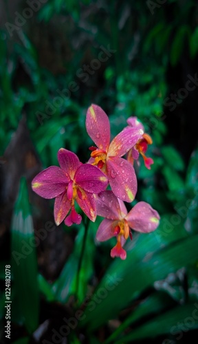 pink and yellow flower