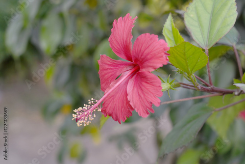 flower of Shoeblackplant plant, red Shoeblackplant flower, shoeblackplant flowers bloom among its dense leaves, Beautiful red flower closeup, Chakwal, Punjab, Pakistan photo