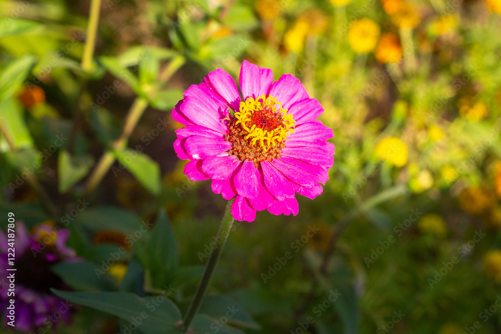 Zinnia elegans, commonly known as Mexican zinnia or zinnia for short, is a popular annual flowering plant native to Mexico. Classified in the family Zinnia elegans, commonly known as Mexican zinnia or zinnia for short, is a popular annual flowering plant native to Mexico. Classified in the family