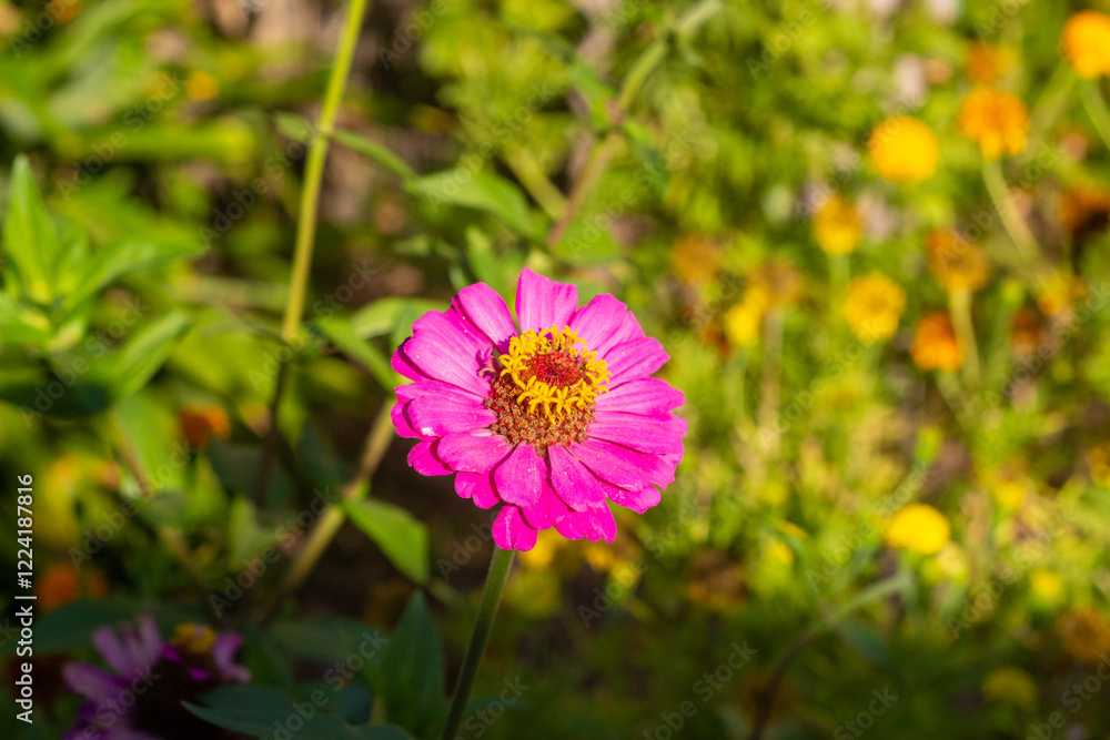 Obraz premium Zinnia elegans, commonly known as Mexican zinnia or zinnia for short, is a popular annual flowering plant native to Mexico. Classified in the family
