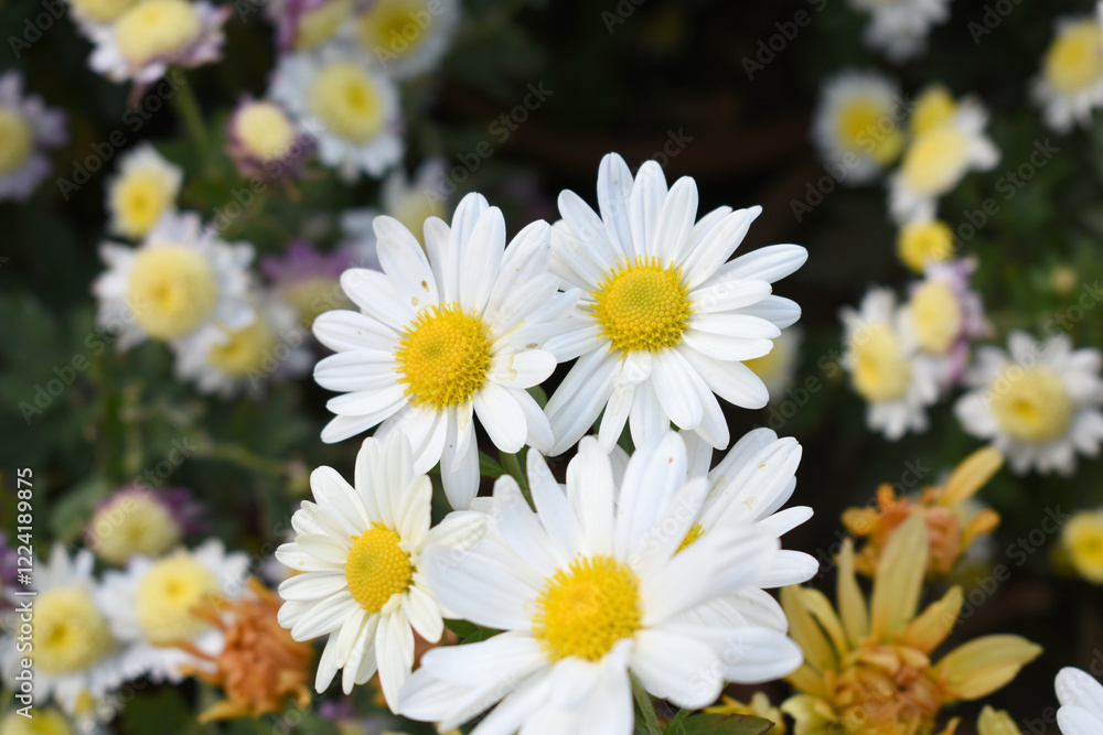 Fototapeta premium white Common daisy beautiful flowers with blur green background in garden, White beautiful daisies on a field in green grass, Oxeye daisy, Leucanthemum vulgare, Daisies, Dox-eye, Dog daisy in nature