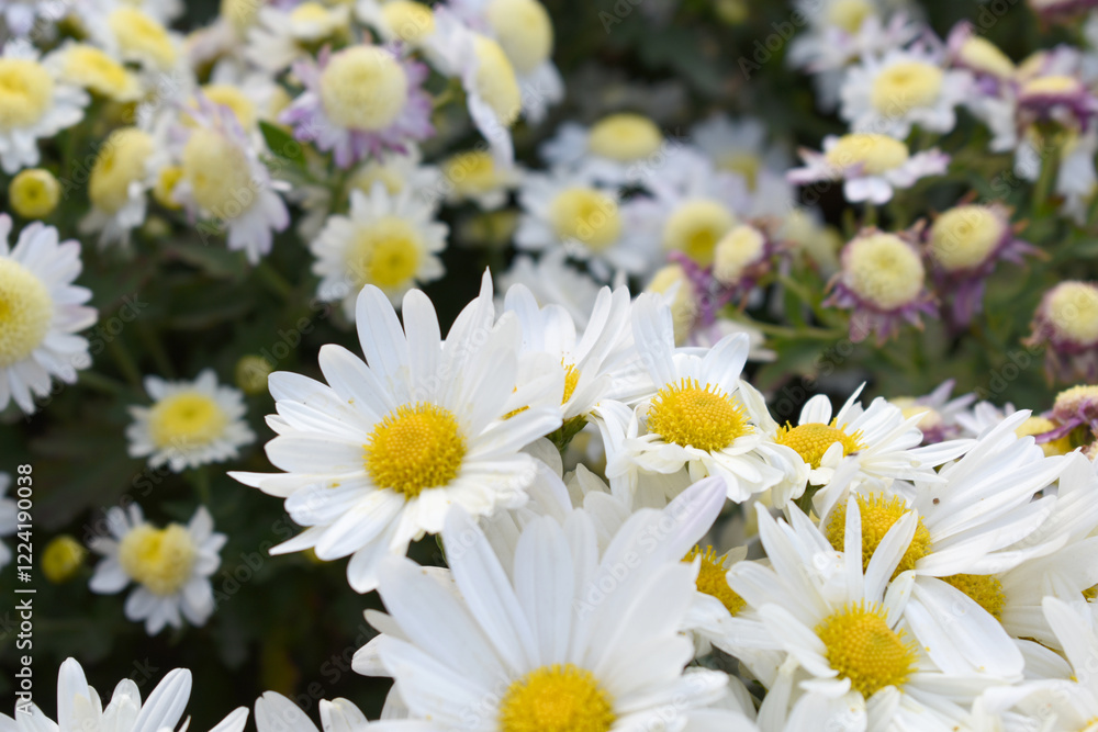 Obraz premium white Common daisy beautiful flowers with blur green background in garden, White beautiful daisies on a field in green grass, Oxeye daisy, Leucanthemum vulgare, Daisies, Dox-eye, Dog daisy in nature