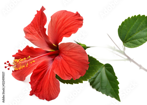 hibiscus flower isolated on white