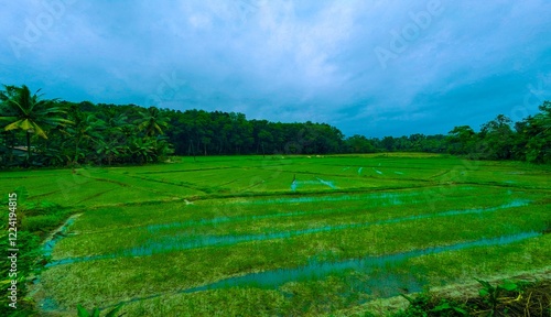 rice field in island