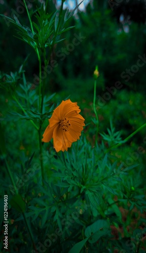 autumn leaves on the ground