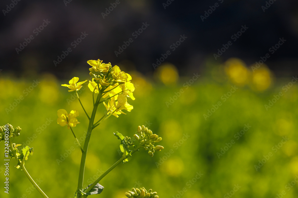 Obraz premium 菜の花