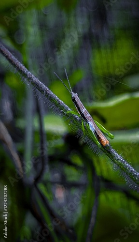 dragonfly on a leaf