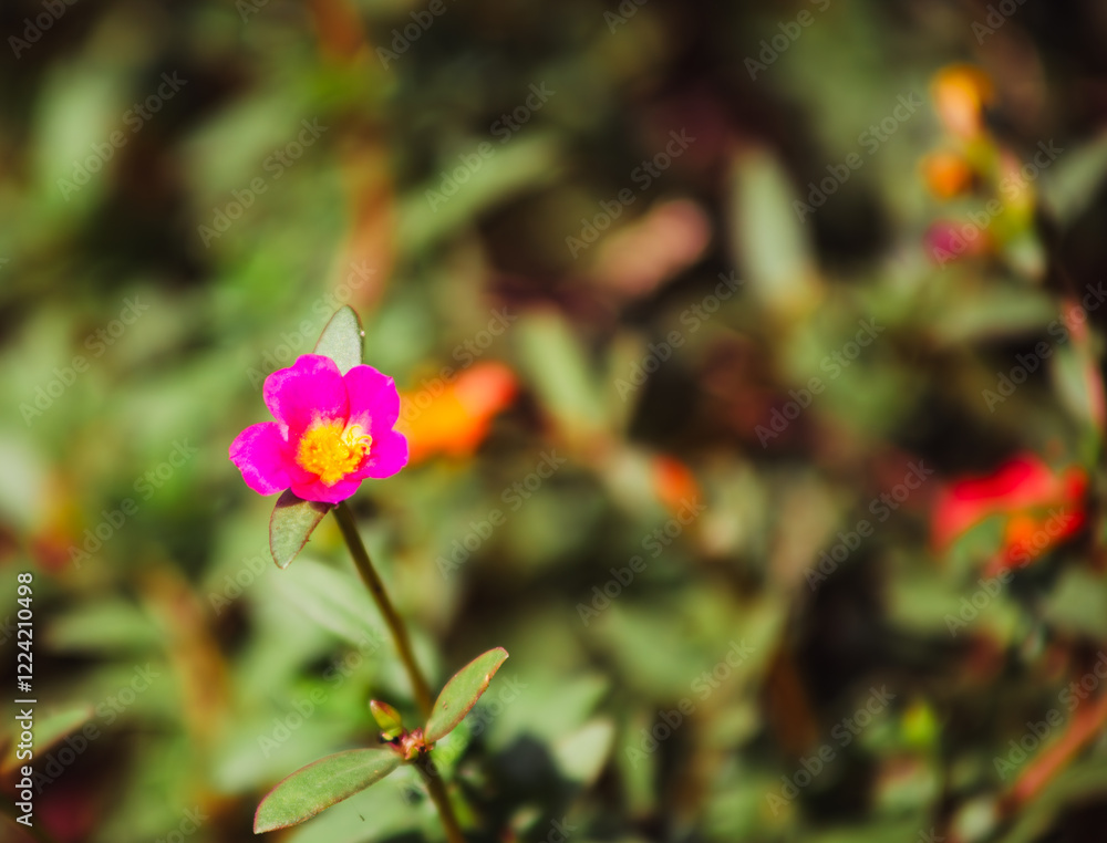 マツバボタンの花6 マツバボタンの花6