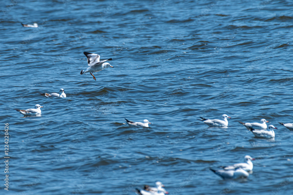 seagulls on the beach