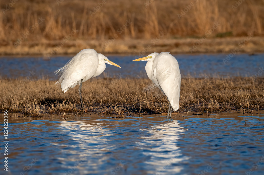 Fototapeta premium Two great egrets facing each other on a cold day over a shallow pond