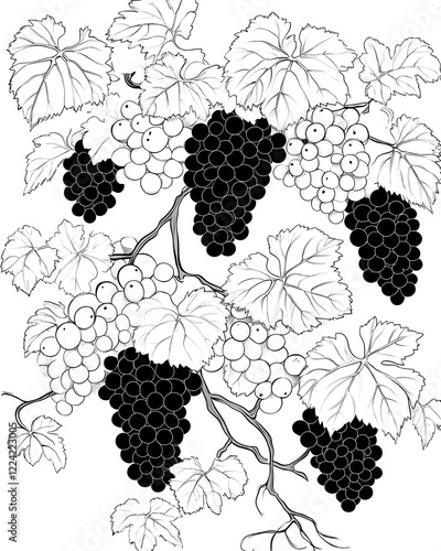 Grape are healthy food. And it is a useful fruit.