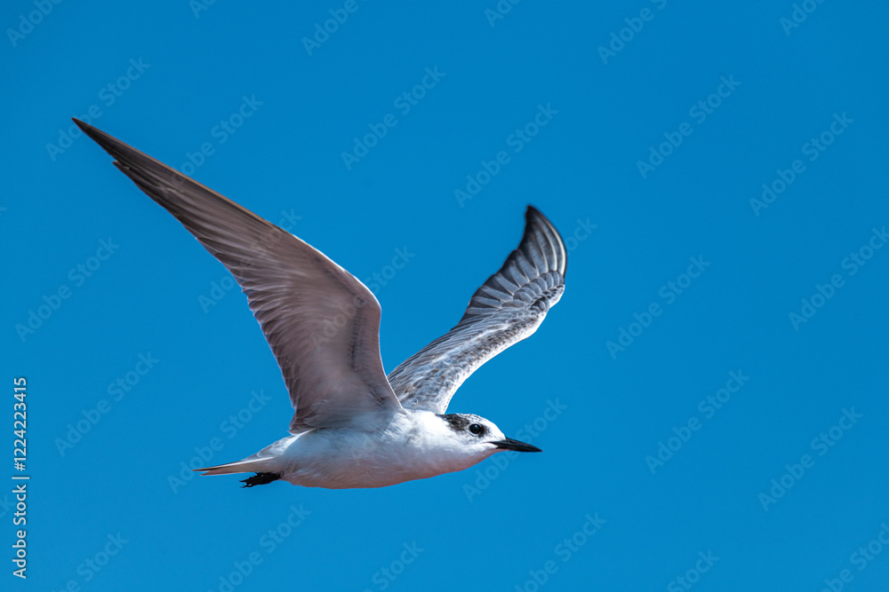 Obraz premium seagull in the sky