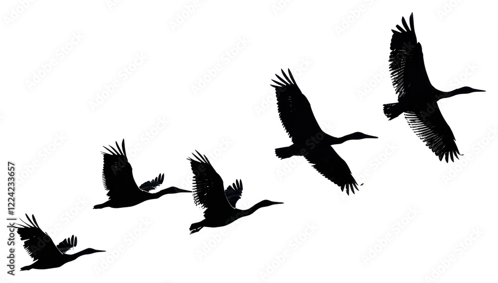 Fototapeta premium PNG Birds flying silhouette background photography waterfowl.