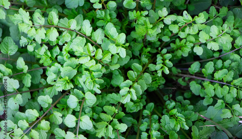 Green leaves texture abstract background, Texture of leaf view from above, Ecosystem and healthy ecology environment concepts Green leaves texture abstract background, Texture of leaf view from above, Ecosystem and healthy ecology environment concepts