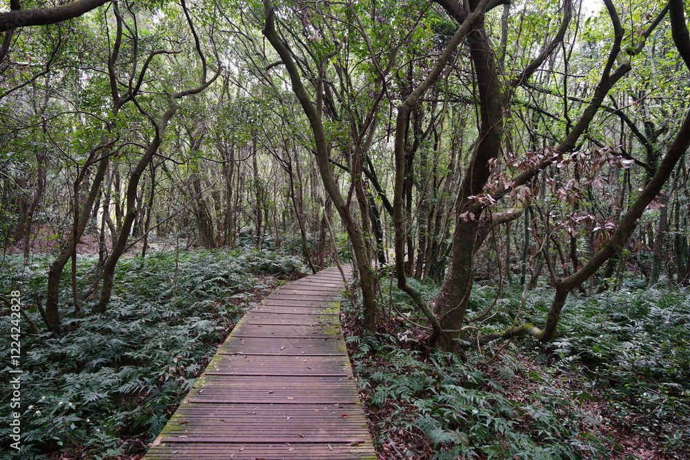 Fototapeta premium fine boardwalk through dense forest