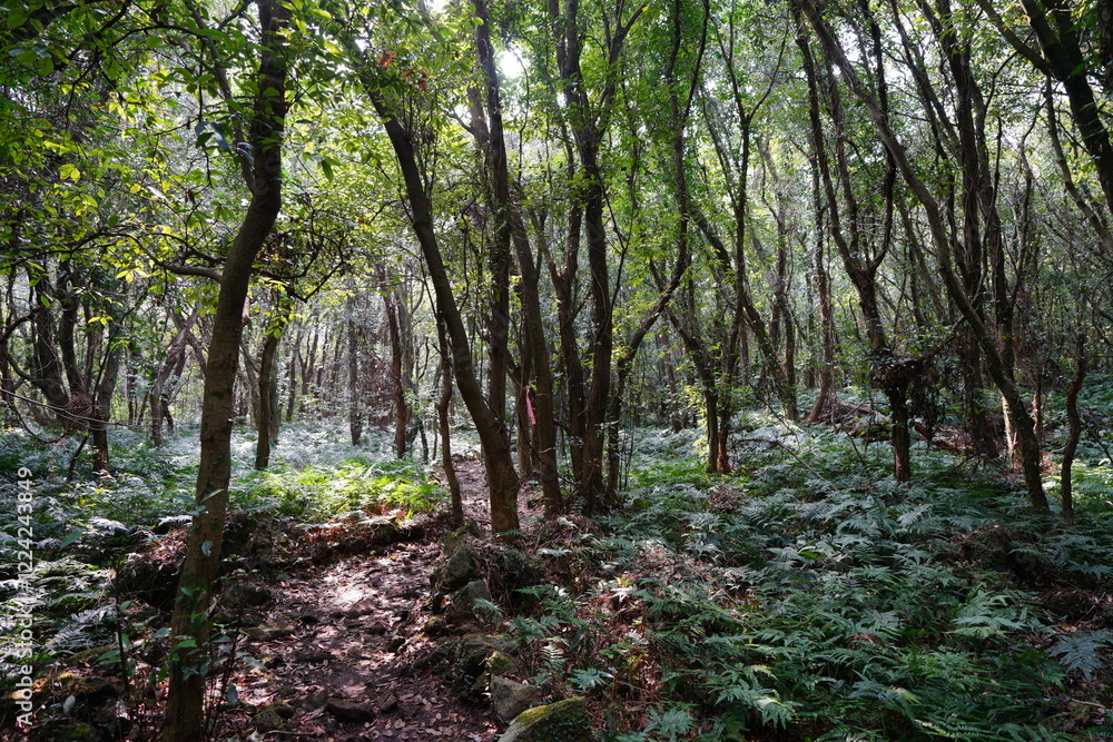 fine path through wild spring forest fine path through wild spring forest