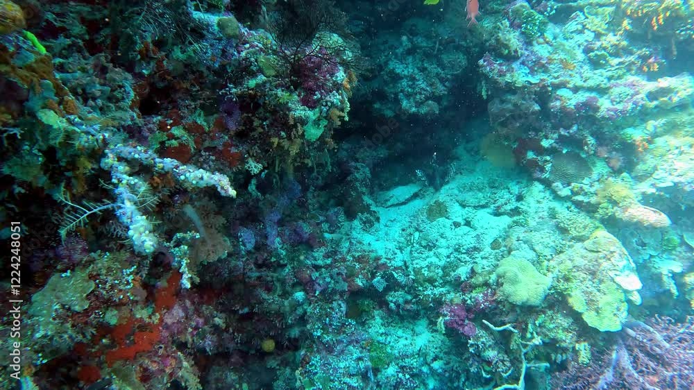 Coral reef with marine snow flowing in the current. Coral reef with marine snow flowing in the current.