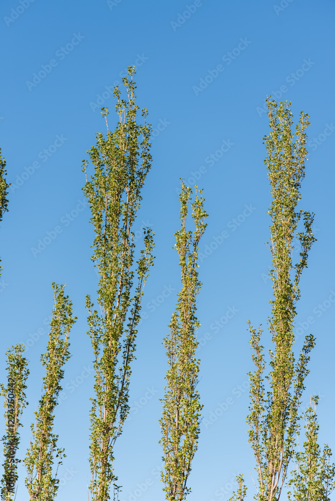 Naklejka premium small tree branches with vibrant green leaves set in a clear blue sky. Green leaves against clear blue sky with copy space for text. The image evokes a sense of growth, vitality, and hope.