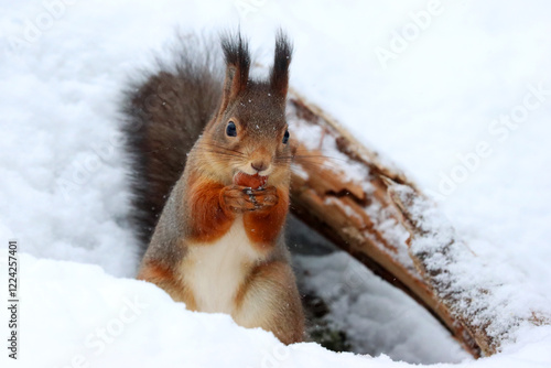 Obraz na płótnie Squirrel