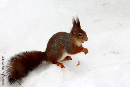 Obraz na płótnie Squirrel