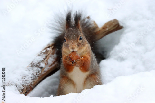 Photography Squirrel