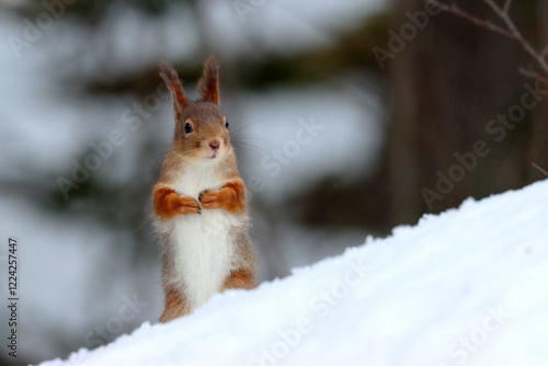 Fototapeta kuchenna Squirrel