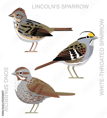 Bird Song Sparrow Lincoln's Sparrow Set Cute Cartoon Vector