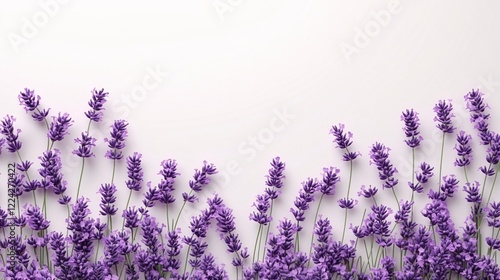 Lavender floral border on a white background with a clean and elegant feel for design projects