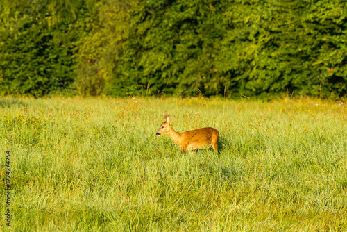 wildlife Reh auf Wiese photo