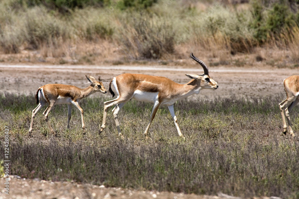 Gazelle grazing among dry grass in a desert area. Even-toed mammals, Azerbaijan. Gazelle grazing among dry grass in a desert area. Even-toed mammals, Azerbaijan.