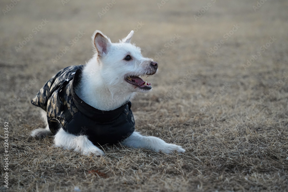 Fototapeta premium A white dog wearing a black jacket in winter is rolling around in a field and having fun