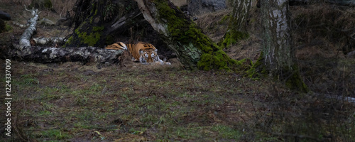 Quadro su tela siberian tiger amur tiger panthera tigris altaica