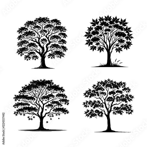"Detailed Vector of  the Paperbark Maple Tree Silhouette Isolated on White Background" 