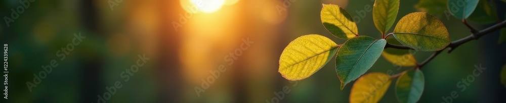 Obraz premium Softly glowing eucalyptus leaves against the fading light, eucalyptus, color