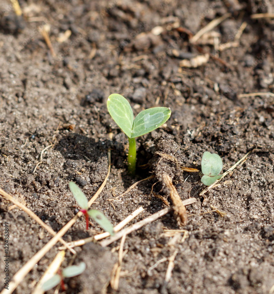 A small plant is growing in the dirt A small plant is growing in the dirt