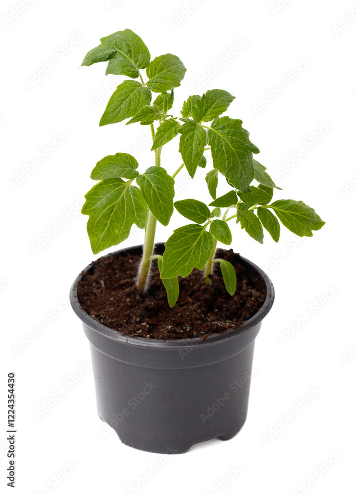 A small plant is in a black pot A small plant is in a black pot