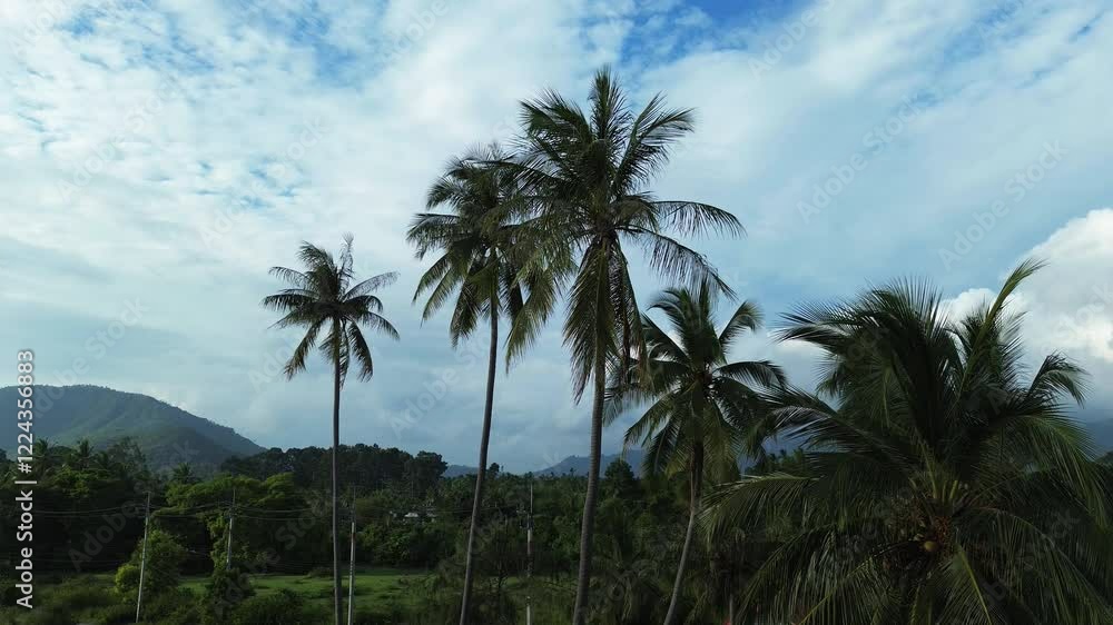 Palm coconut tree, nature exotic tropical humid climate jungle Koh Samui Thailand Palm coconut tree, nature exotic tropical humid climate jungle Koh Samui Thailand