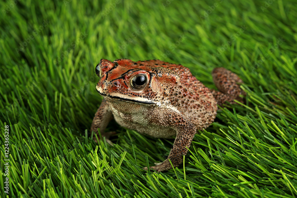 Obraz premium Bufo melanotictus schneider, Asian black spined toad on the grass