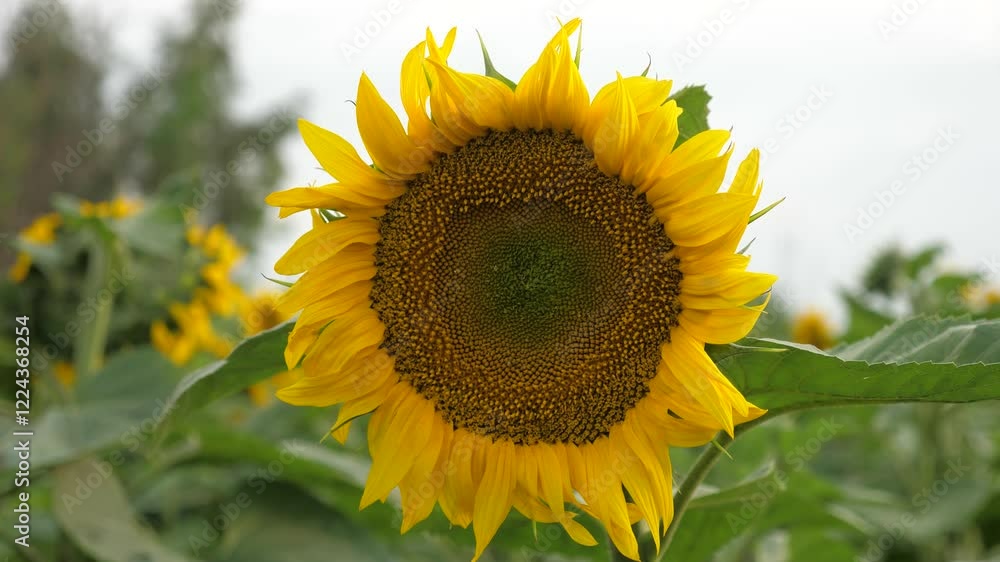 Agriculture, yellow sunflower in field, sunny flower in field, plants on farm, beautiful sunflower in garden, orange season bright organic flower, botanical seeds harvest, sunflower pollination, bee Agriculture, yellow sunflower in field, sunny flower in field, plants on farm, beautiful sunflower in garden, orange season bright organic flower, botanical seeds harvest, sunflower pollination, bee