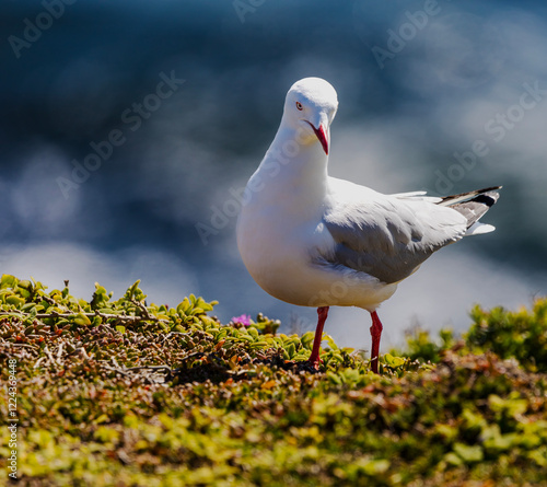 Seagull preparing a nest
