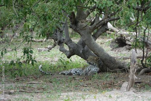 Leopards in Botswana, Linyanti Region in the Chobe National Park