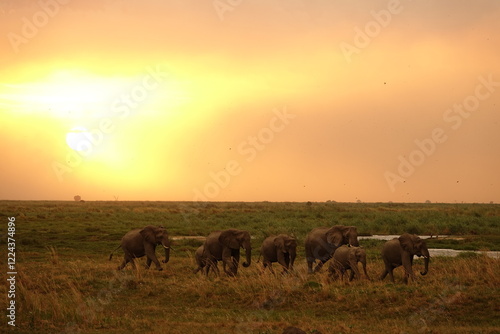 Herd of Elephants in African Sunset in Botswana, Linyanti Region in the Chobe National Park