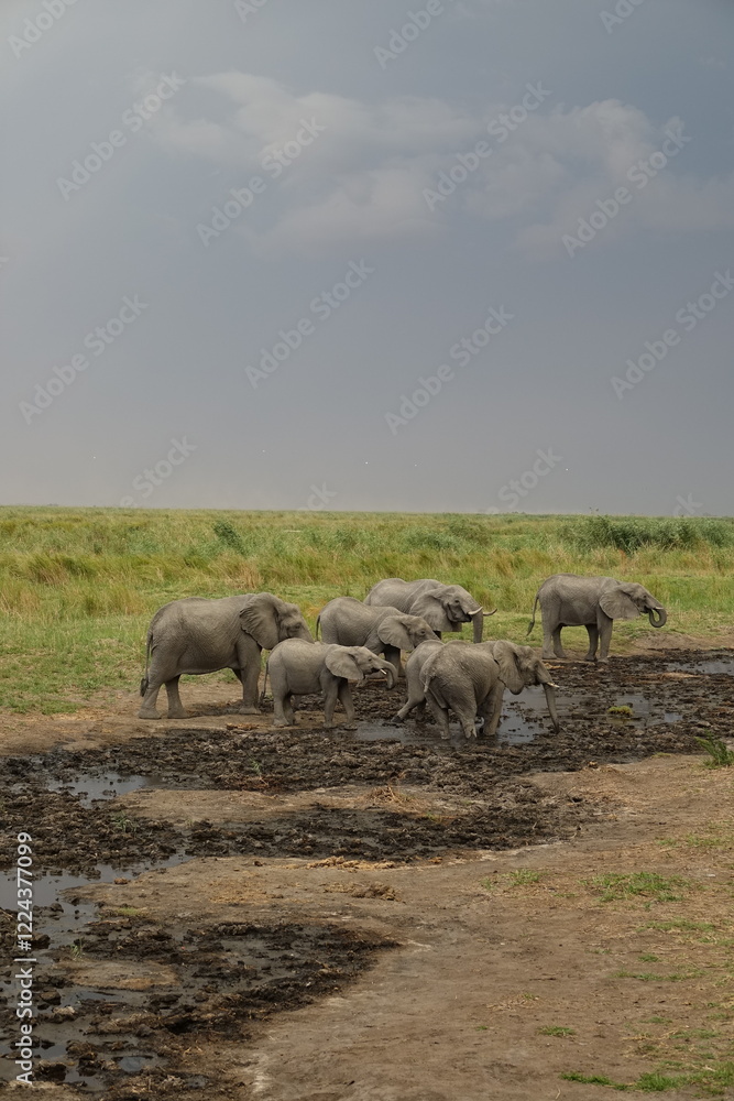 Fototapeta premium Herd of Elephants in African Sunset in Botswana, Linyanti Region in the Chobe National Park