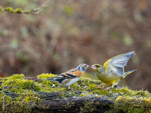 Bergfink (Fringilla montifringilla)    Grünfink (Chloris chloris) photo