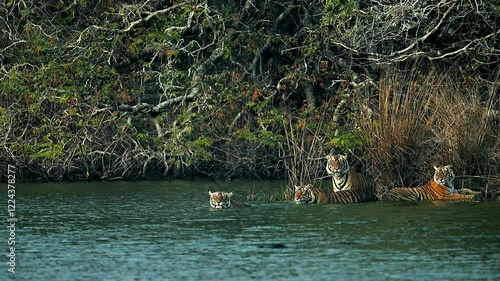Bengal Tigers swimming and resting by a river stream in India