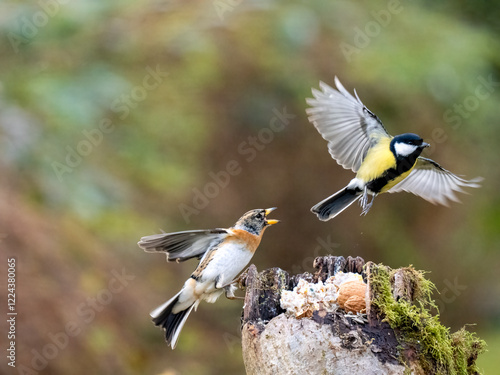 Bergfink (Fringilla montifringilla)    Kohlmeise (Parus major) photo